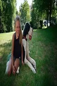 Удивительные профессии собак