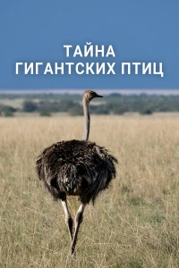 Тайна гигантских птиц